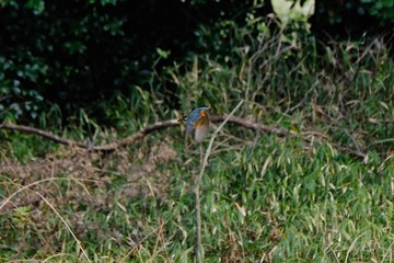 Naklejka na ściany i meble kingfisher in forest