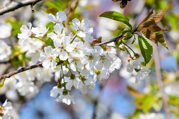 Close up of a branch with white cherry tree flowers in full bloom with blurred background in a garden in a sunny spring day, beautiful Japanese cherry blossoms floral background, sakura