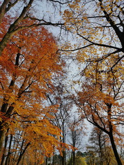 Hojas de otoño