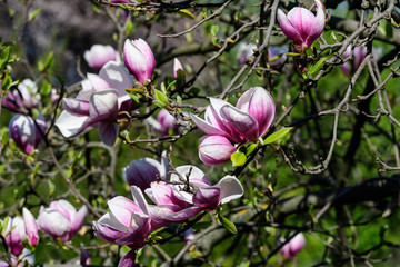 Close up of many delicate white pink magnolia flowers in full bloom on a branch in a garden in a sunny spring day, beautiful outdoor floral background