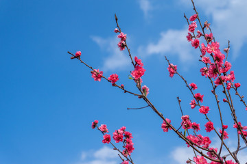 Peach flowers in the garden in blossoming time against blue sky and white clouds