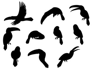 Naklejka premium Black silhouette set of toucan tropical bird with a massive bill and typically brightly colored plumage cartoon animal design flat vector illustration isolated on white background
