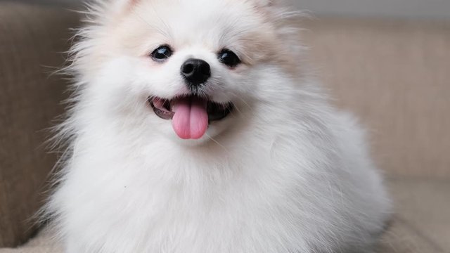 4k uhd slow footage cute relax white hair pomeranian look at camera smile with tongue out clam and relax enjoy panting after playing on sofa couch living room home background