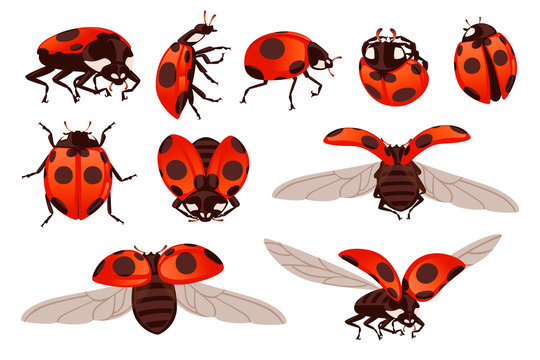 Set of ladybug with open shell and wings flying beetle cartoon bug design flat vector illustration isolated on white background