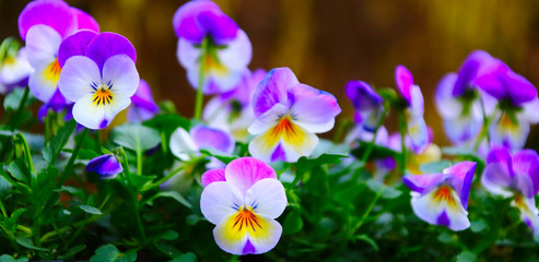 hornveilchen blumenbeet