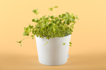 micro greenery grows at home stands on a light background