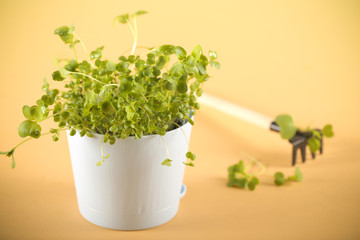 micro greenery grows at home stands on a light background