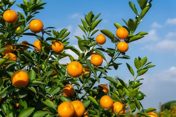 Vibrant orange citrus fruits on a Kumquat tree against blue sky