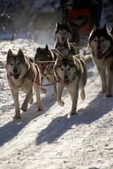 Huskies