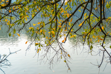 Yellow red leaves on branches in Hanoi. The 