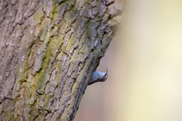 eurasian tree creeper in the beautiful green forest