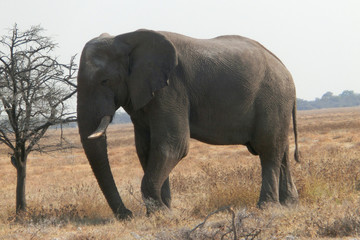 Obraz premium Loxodonta africana