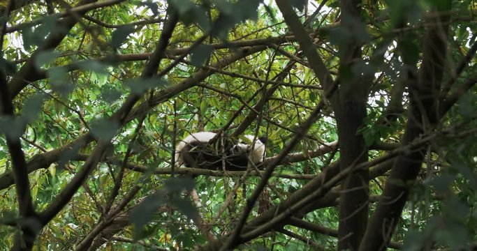 View through the dense woods branch of one Adorable baby panda bear sleeping in the tree lovely panda bear in the wild 4k footage
