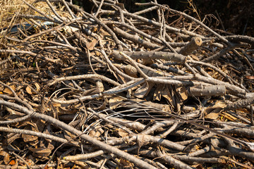 Dry twigs