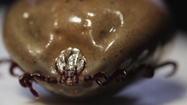  Big Tick after feeding 