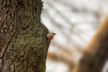 Eurasian nuthatch in the beautiful green forest