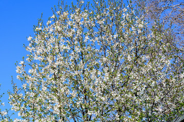 Many delicate white magnolia flowers in full bloom on tree branches towards a cloudy sky, in a garden in a sunny spring day, beautiful outdoor floral background