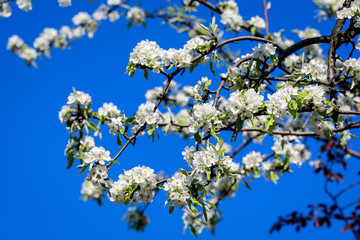 Large branch with white pear tree flowers in full bloom and clear blue sky in a garden in a sunny spring day, beautiful Japanese trees blossoms floral background, sakura