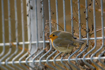 european robin in the beautiful green forest