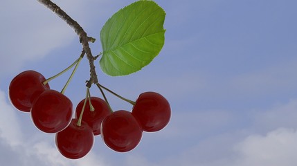 3d rendering of Cherries with leaves and stalks
