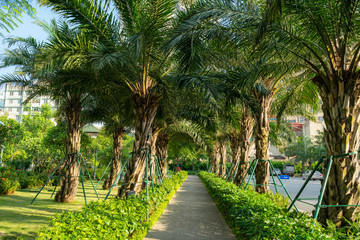 Fototapeta premium City park with path and green trees in Hanoi, Vietnam