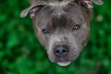 Peaceful American Staffordshire Terrier standing in park