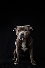 Serious American Staffordshire Terrier standing in studio