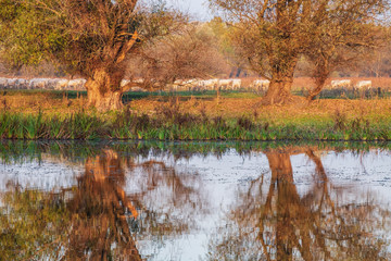 Beautiful autumn colors on the banks of the Tisza is a cozy and tranquil location