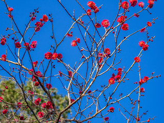 【静岡県伊豆市】紅梅の花【修善寺梅林】
