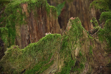 Old broken tree stump with green moss