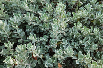 Leucophyllum frutescens or Neon flowers sprinkled with purple-pink flowers.