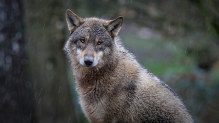 Les loups gris © Patrick J.
