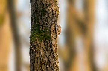Obraz premium eurasian tree creeper in the beautiful green forest