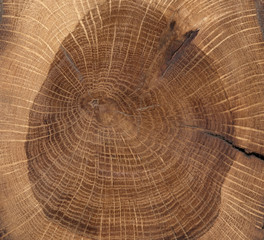 A close up of the cut rings texture of oak tree