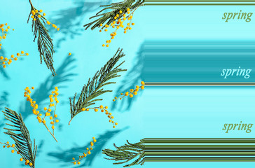 Pattern. Mimosa flowers on a blue background, hard shadow. Spring flowers, Easter background. Mock up for design, top view.