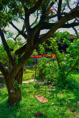 Swing Hung From Tree