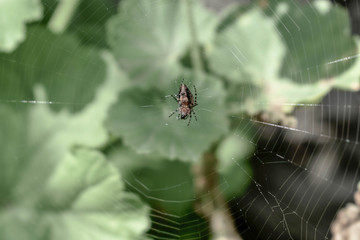 Spider On His Web