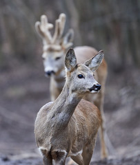 Roe deer and buck