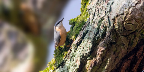 Eurasian nuthatch in the beautiful green forest