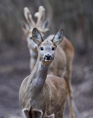 Roe deer and buck