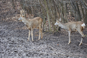 Roe deer and buck