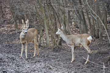 Roe deer and buck