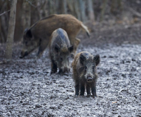 Wild hogs rooting in the mud