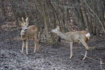 Roe deer and buck