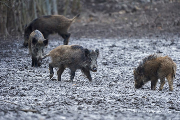 Fototapeta premium Wild hogs rooting in the mud