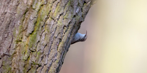 eurasian tree creeper in the beautiful green forest