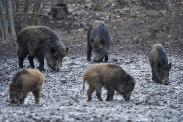 Wild hogs rooting in the mud