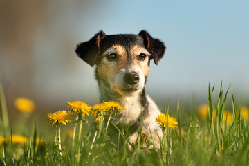 Portrait of a small cute Jack Russell Terrier dog outdoor in nature against a blue sky
