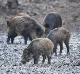 Wild hogs rooting in the mud
