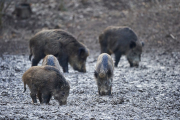 Wild hogs rooting in the mud